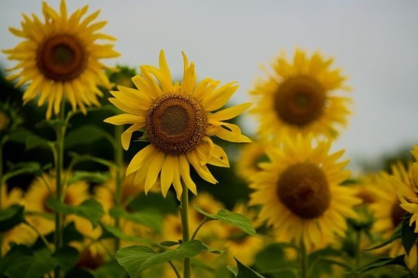 Coroa de Flores
